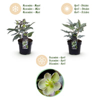Green boutiQ - Tuinplant - Lenten Rose Helleborus sternii Silver Dollar - Groene  Bloem -1 Plant - Groenblijvend - Pot 14cm Hoogte 35cm
