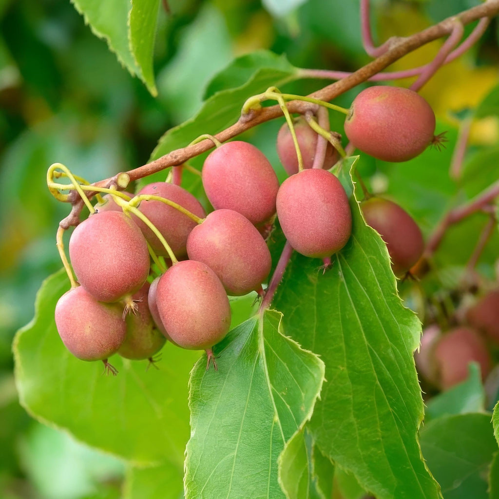 Green boutiQ - Actinidia arguta Weiki - Actinidier - Mâle - Fruits rouges et violets - 1 plante - Pot 15cm - Hauteur 50cm