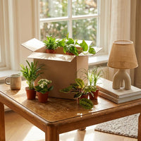 Green boutiQ - Kamerplant - Groene Verrassingsbox - Weinig onderhoud - 6 Planten - met Potter Grijs- Pot 10,5 - 12cm - Hoogte 15 - 45cm