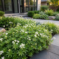 Green boutiQ - Vasteplant - Galium odoratum - Walstro - Bodembedekkend - Wit - 12 Planten - Pot 11cm - Hoogte 15-25cm