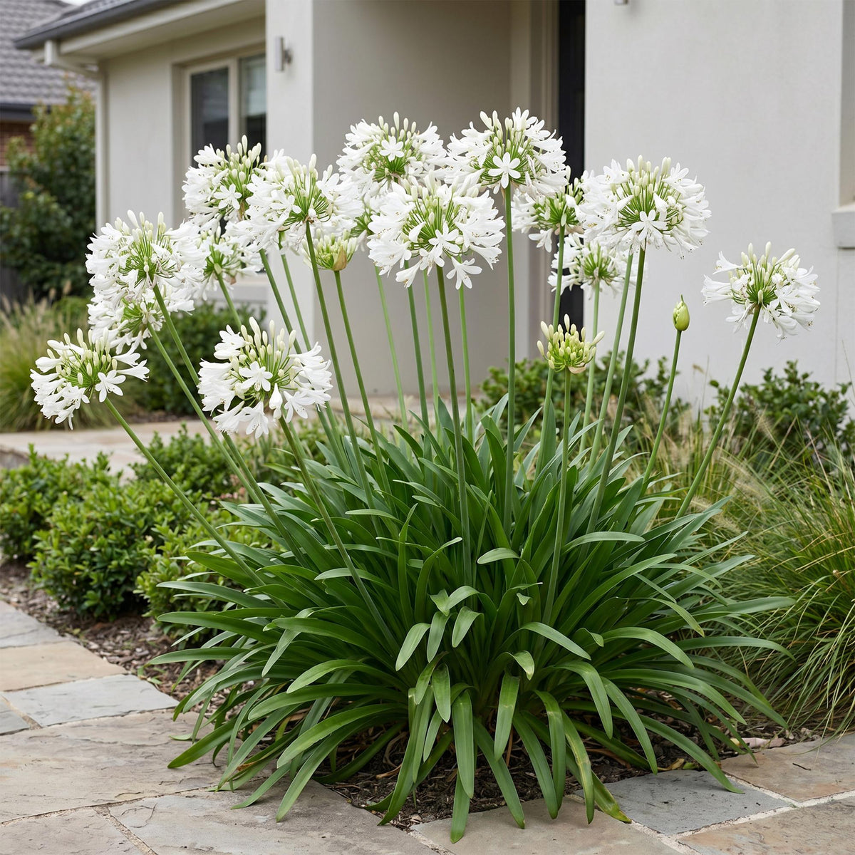 Green boutiQ - Stauden - Agapanthus africanus Albus - Afrikanische Schmucklilie - Bienen- und Schmetterlingsmagnet - Weiß - 24 Pflanzen - Topf 11cm - Höhe 15-25cm