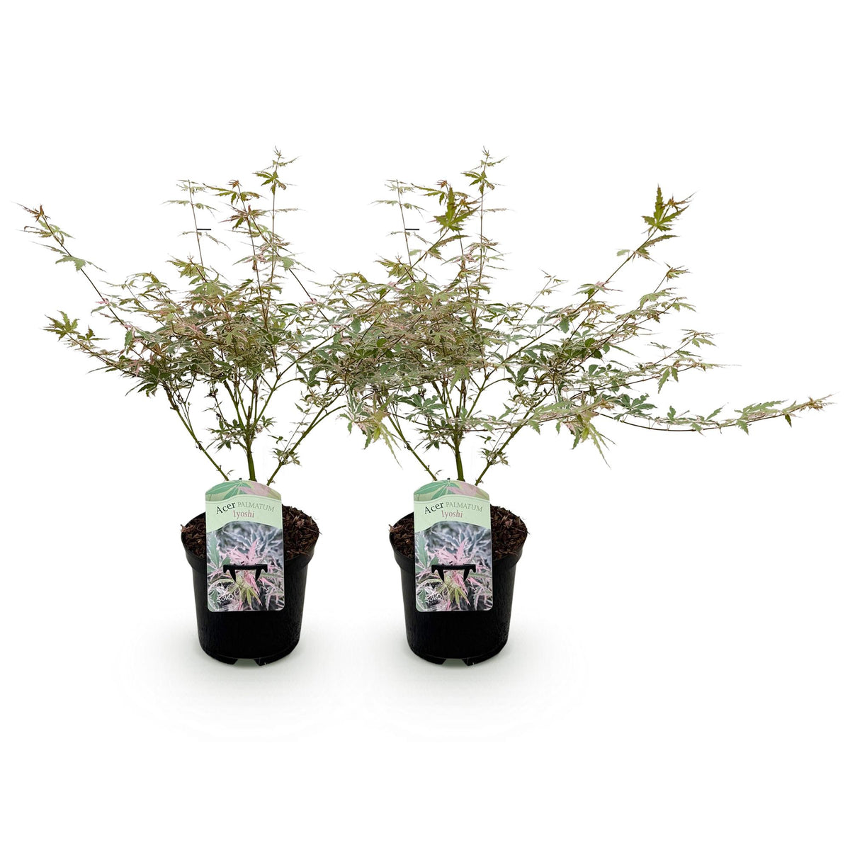 Green boutiQ - Plante de terrasse - Érable du Japon - Acer palmatum Iyoshi - Rose - 2 plantes - Caduc - Pot 19cm Hauteur 70cm