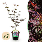 Green boutiQ - Plante de terrasse - Érable du Japon - Acer palmatum Trompenburg - Violet foncé - 2 plantes - Caduc - Pot 19cm Hauteur 70cm