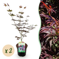 Green boutiQ - Terrasplant - Japanse Esdoorn - Acer palmatum Trompenburg -Donker Paars - 2 Planten - Bladverliezend - Pot 19cm Hoogte 70cm