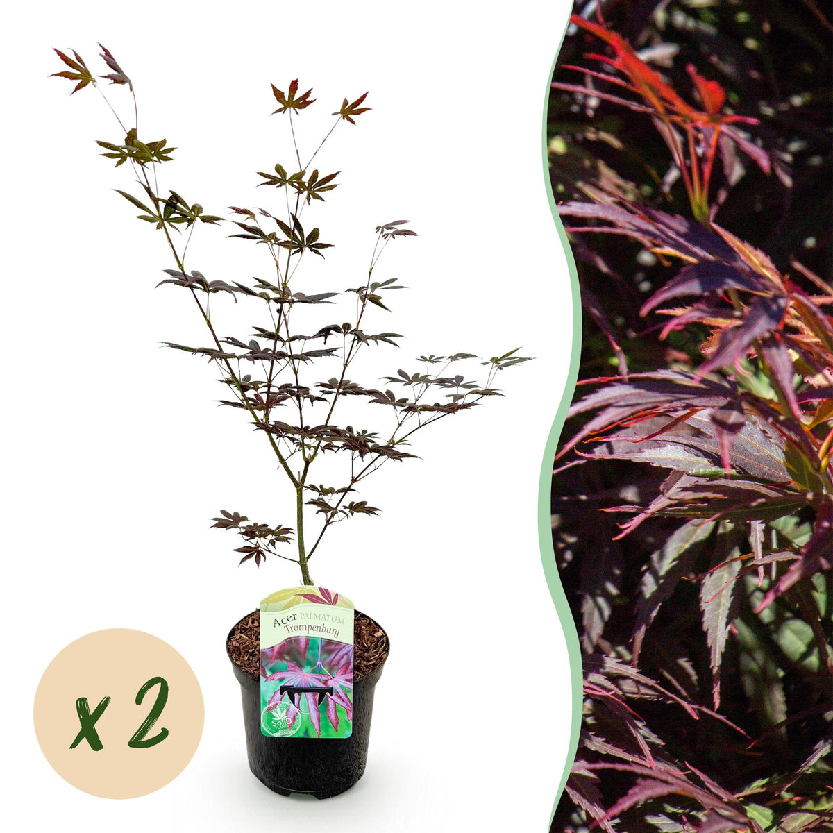 Green boutiQ - Plante de terrasse - Érable du Japon - Acer palmatum Trompenburg - Violet foncé - 2 plantes - Caduc - Pot 19cm Hauteur 70cm