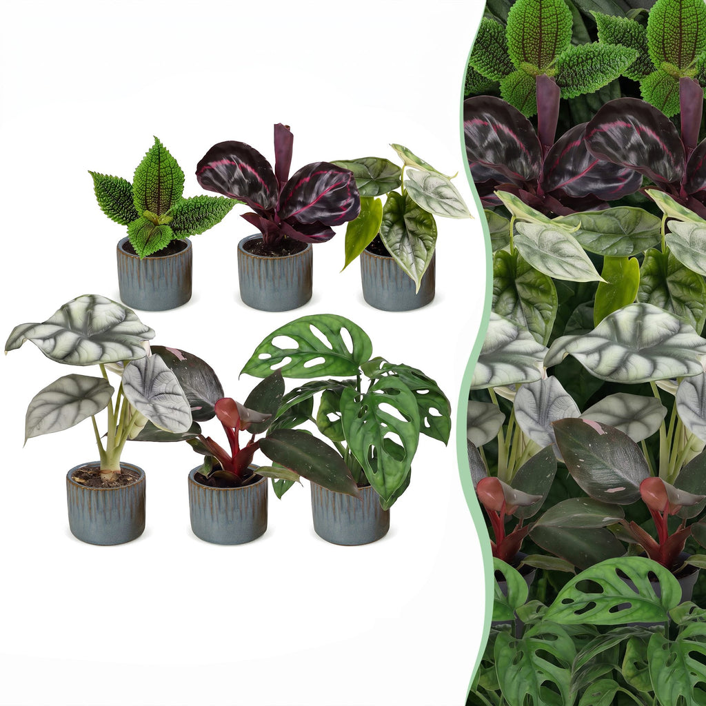 6x Baby Jungle Mix - Various colours - Tropical - incl. Linnea Misty Blue - Ø6cm - ↕10-15cm