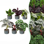 6x Baby Jungle Mix - Various colours - Tropical - incl. Linnea Misty Blue - Ø6cm - ↕10-15cm