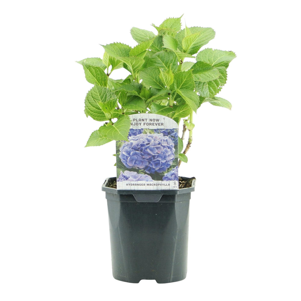 Green boutiQ - Hortensia - Hydrangea macrophylla Blue - Bloem Blauw - 1 Plant - Bladverliezend - Weinig Onderhoud - Pot 17cm Hoogte 30cm