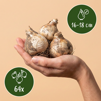 64x Allium Gladiator - Sierui - Paars - Zomerbloeier - Bolmaat 16/18