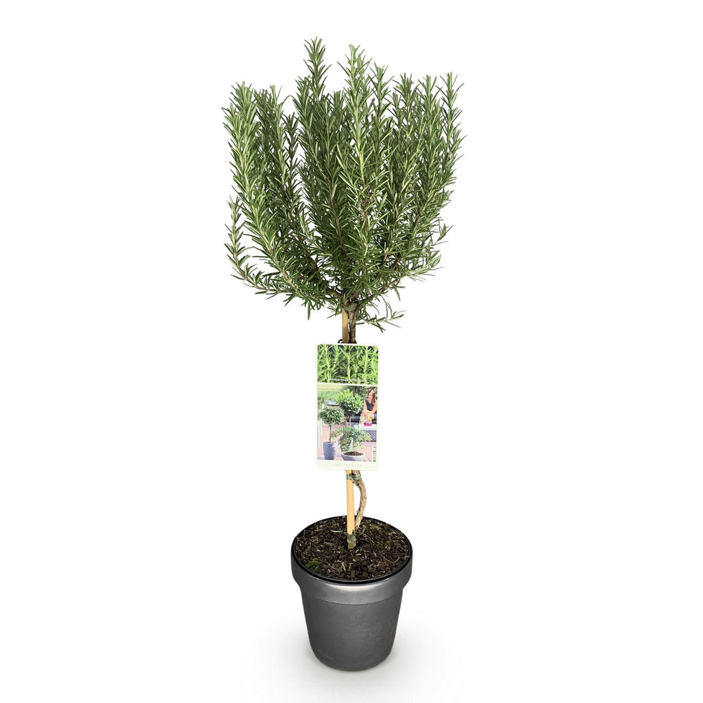 Green boutiQ - Plante sur tige - Rosmarinus officinalis - Plante de terrasse - Persistant - Rustique - Fleur violette - Pot 19cm Hauteur 90cm