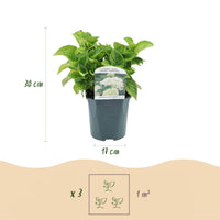 Green boutiQ - Hortensia - Hydrangea macrophylla Blue - Bloem Wit - 1 Plant - Bladverliezend - Weinig Onderhoud - Pot 17cm Hoogte 30cm