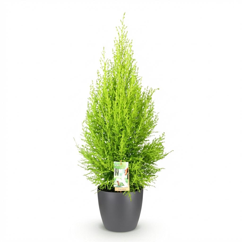 Green BoutiQ - Plantes d'intérieur - Cupressus Gold Crest Wilma - Conifère d'intérieur - Entretien facile - Vert - 1 plante - avec pot gris - Pot 21 cm - Hauteur 85-95 cm
