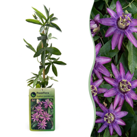 Passiflora Lavender Lady - Lavender Lady passionflower - Purple - Climber - Ø9cm - ↕35cm