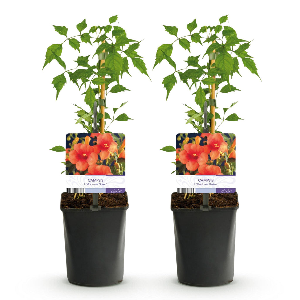 Green boutiQ - Bignone - Campsis radicans Madame Galen - Fleur orange - Entretien facile - 2 plantes - Pot 11cm Hauteur 40cm