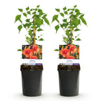 Green boutiQ - Bignone - Campsis radicans Madame Galen - Fleur orange - Entretien facile - 2 plantes - Pot 11cm Hauteur 40cm