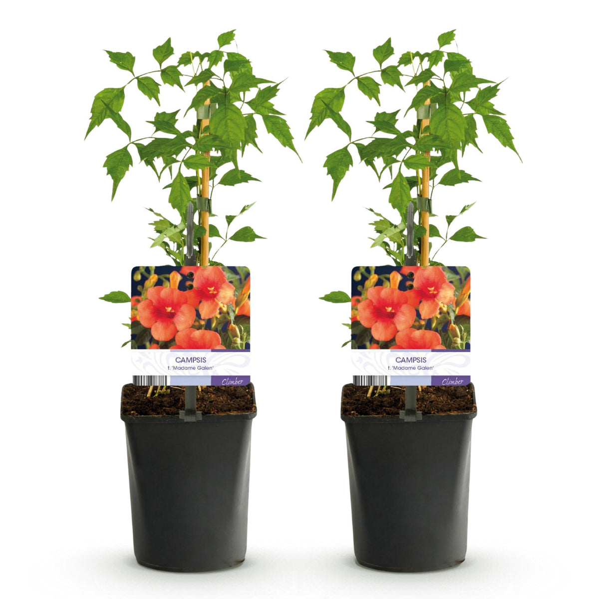 Green boutiQ - Bignone - Campsis radicans Madame Galen - Fleur orange - Entretien facile - 2 plantes - Pot 11cm Hauteur 40cm