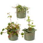 3x Baby Peperomia Mix - Green - Red - Tropical - incl. Linnea Olive - Ø6cm - ↕5-15cm