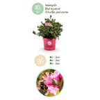 Green boutiQ - Zwerg-Rhododendron - Rhododendron Bloombux Magenta - Blühender Buchsbaum - Pflegeleicht - Rosa Blüte - 1 Pflanze - Topf 23cm - Höhe 45-55cm