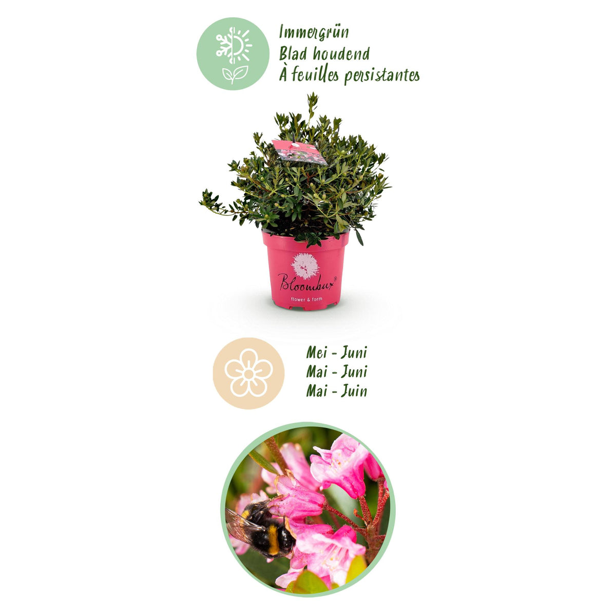 Green boutiQ - Zwerg-Rhododendron - Rhododendron Bloombux Magenta - Blühender Buchsbaum - Pflegeleicht - Rosa Blüte - 1 Pflanze - Topf 23cm - Höhe 45-55cm