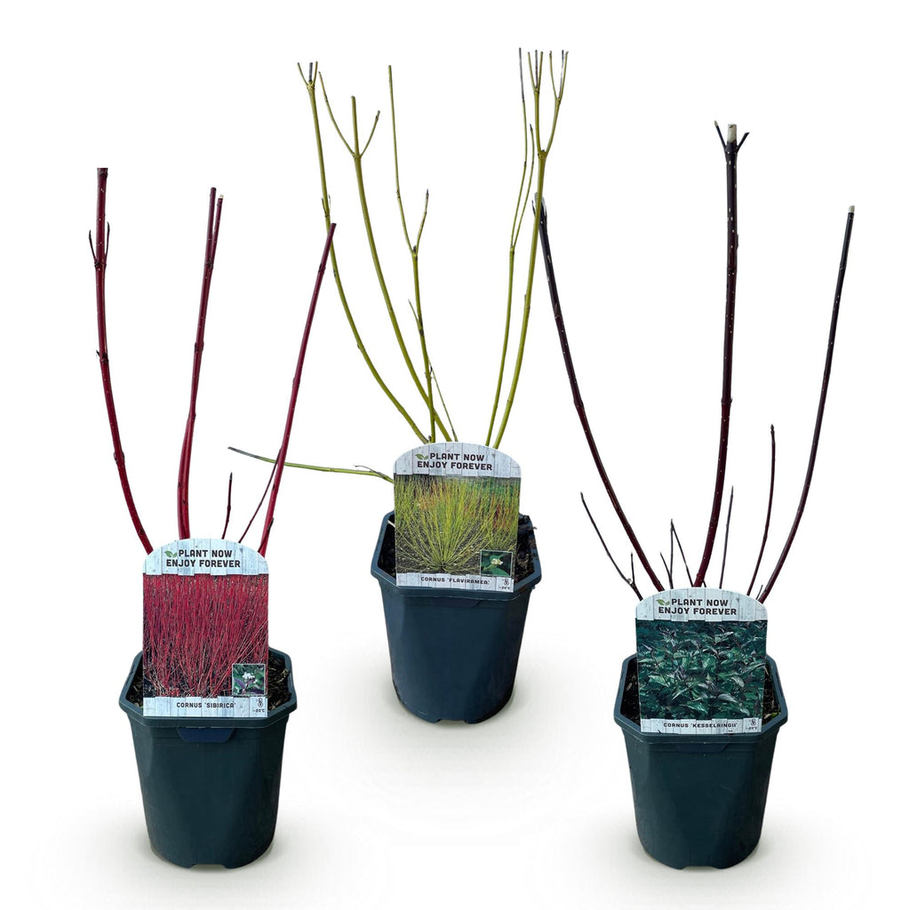Green boutiQ - Hartriegel - Cornus alba Tricolour - Mix aus roten, grünen und violetten Zweigen - 3 Pflanzen - Laubabwerfend - Pflegeleicht - Topf 17 cm Höhe 45 cm