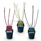 Green boutiQ - Hartriegel - Cornus alba Tricolour - Mix aus roten, grünen und violetten Zweigen - 3 Pflanzen - Laubabwerfend - Pflegeleicht - Topf 17 cm Höhe 45 cm