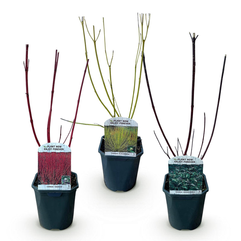 Green boutiQ - Heesters - Cornus alba Tricolour - Mix van Rode, Groene En Paarse Takken - 3 Planten - Bladverliezend - Weinig Onderhoud - Pot 17cm Hoogte 45cm