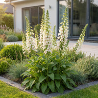 Green boutiQ - Vasteplant - Digitalis purp. Dalmatian White - Vingerhoedskruid - Schaduw - Wit - 6 Planten - Pot 11cm - Hoogte 15-25cm