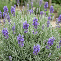 Green boutiQ - Vasteplant - Lavandula ang. Dwarf Blue - Lavendel - Geurend - Paars - 12 Planten - Pot 11cm - Hoogte 15-25cm