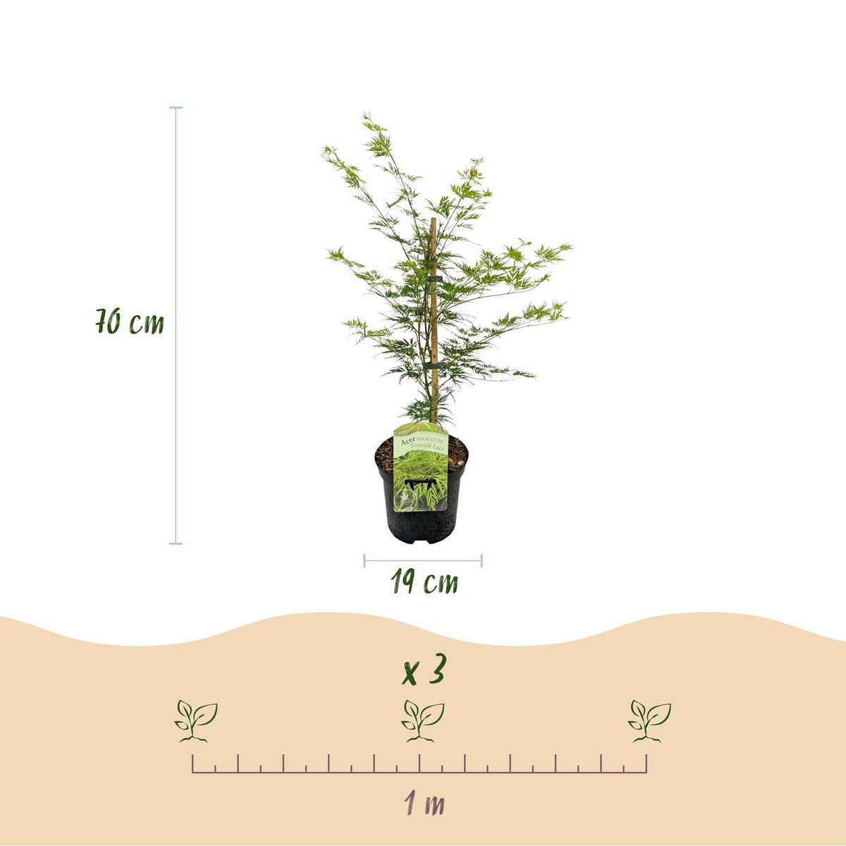 Green boutiQ - Plante de terrasse - Érable du Japon - Acer palmatum Emerald Lace - Vert - 2 plantes - Caduc - Pot 19 cm Hauteur 70 cm
