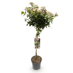 Green boutiQ - Plante sur tige - Viburnum tinus - Plante de terrasse - Persistant - Rustique - Fleur blanc-rose - Pot 19cm Hauteur 90cm