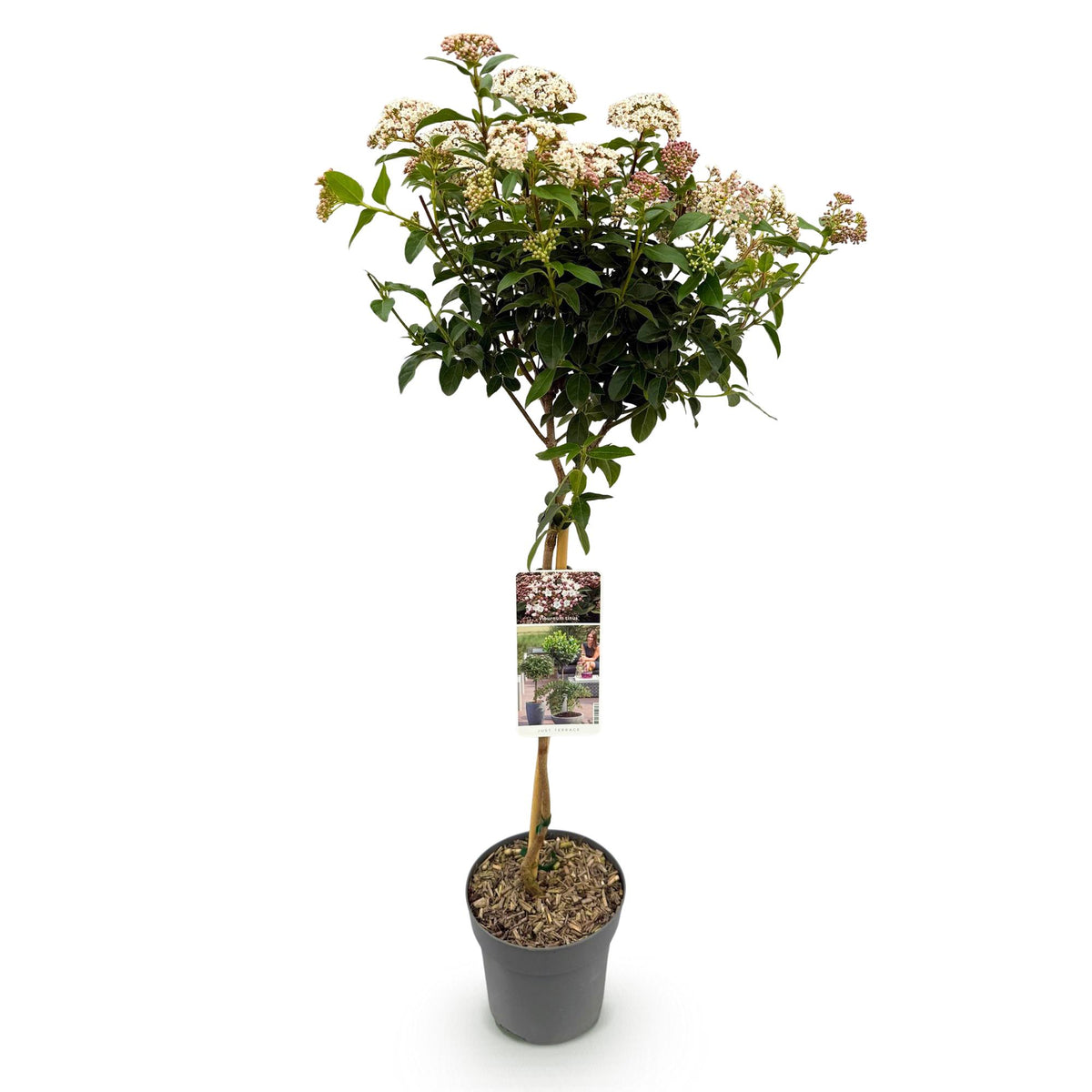 Green boutiQ - Plante sur tige - Viburnum tinus - Plante de terrasse - Persistant - Rustique - Fleur blanc-rose - Pot 19cm Hauteur 90cm