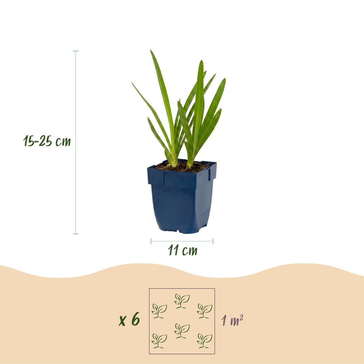Green boutiQ - Plante vivace - Agapanthus africanus - Lis du Nil - Mellifère et nectarifère - Bleu - 1 plante - Pot 11cm - Hauteur 15-25cm
