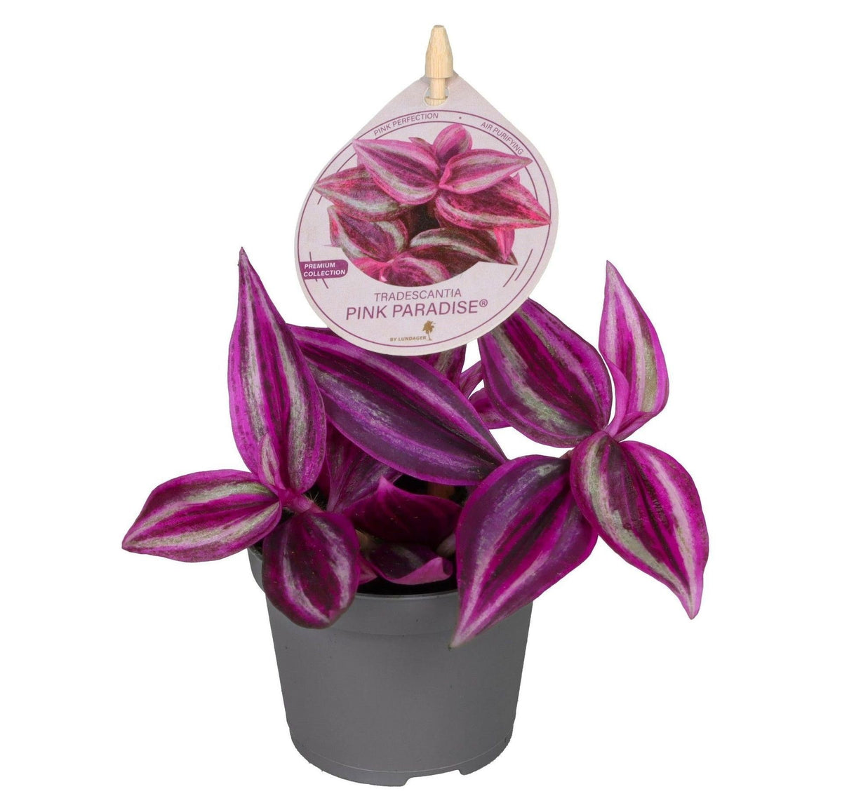 Tradescantia Pink Paradise® - Pink Paradise Spiderwort - Purple - Pink - Tropical - Ø6cm - ↕5cm