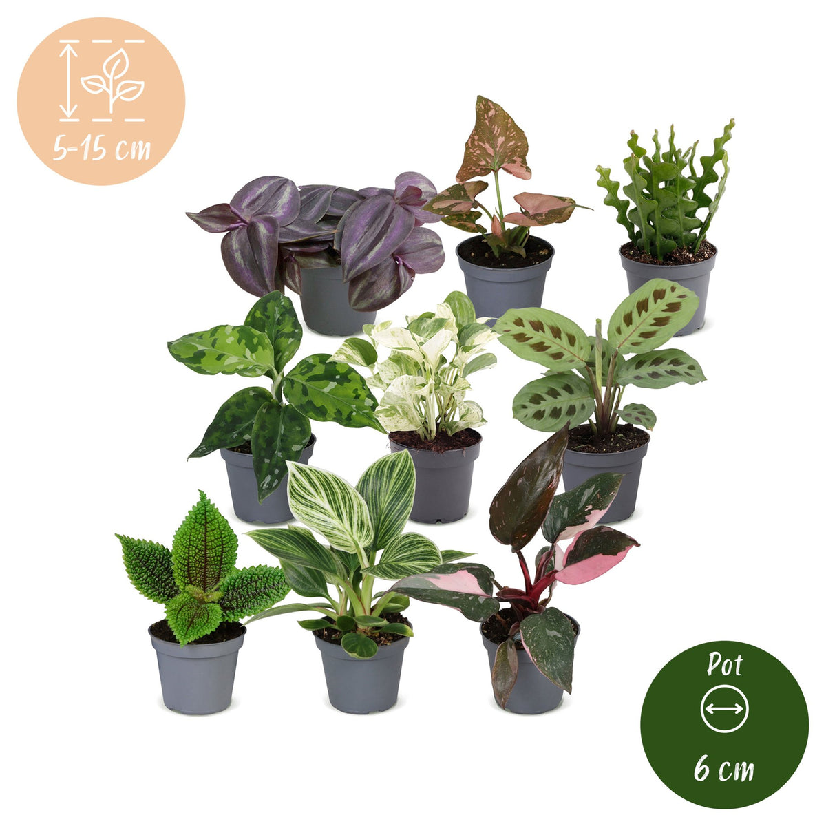 9x Baby Plants Surprise Box - Baby Plants Surprise Box - Various colours - Tropical - Ø6cm - ↕5-15cm