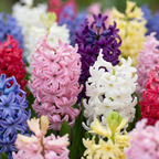 Green boutiQ - Bloembollen - Hyacinth mix - Diversen Kleuren - 10 stuks - Bolmaat 14/15 - XXL Pack - foto 1