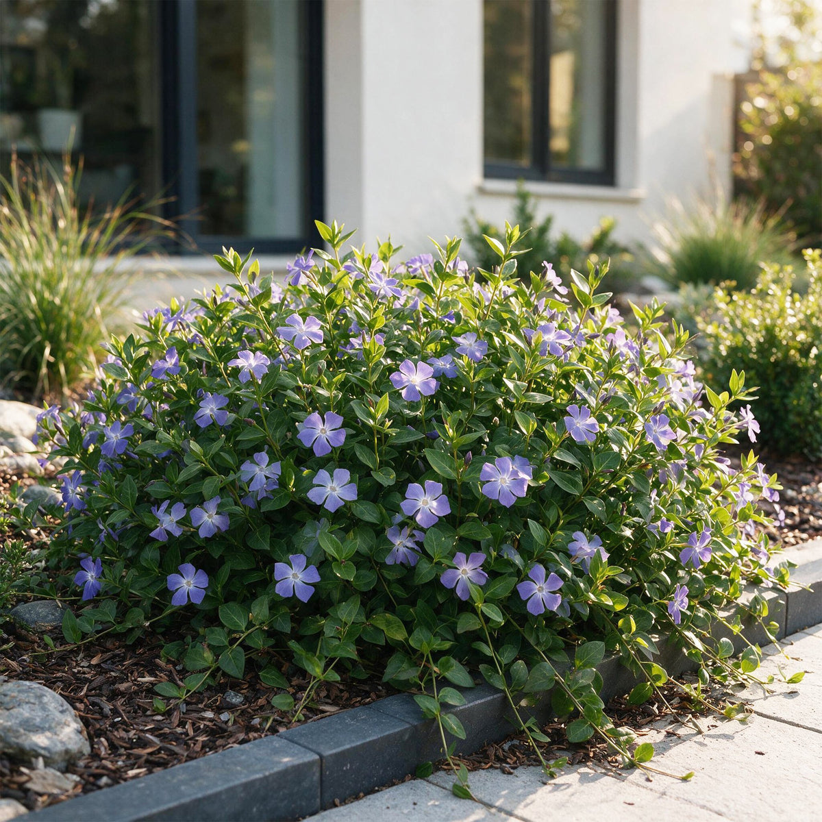 Vasteplant - Vinca major - Maagdenpalm - Bodembedekkend - Blauw - 24 Planten - Pot 11cm - Hoogte 15-25cm