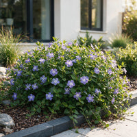 Vasteplant - Vinca major - Maagdenpalm - Bodembedekkend - Blauw - 24 Planten - Pot 11cm - Hoogte 15-25cm