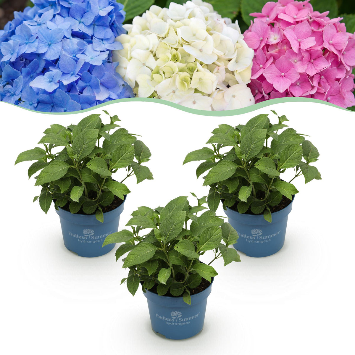Green boutiQ - Plante de jardin - Hydrangea Endless Summer Bleu - Rose - Blanc - Hortensia - Rustique - Bleu - Rose - Blanc - 3 plantes - Pot 14 cm - Hauteur 20-25 cm