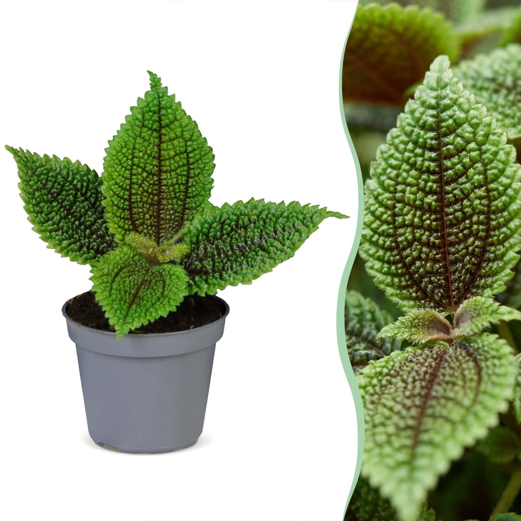 Pilea Moon Valley - Moon Valley Pilea - Green - Tropical - Ø6cm - ↕12cm