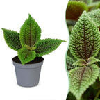 Pilea Moon Valley - Moon Valley Pilea - Green - Tropical - Ø6cm - ↕12cm