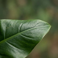 Green boutiQ - Kamerplant - Philodendron - Philodendron Imperial Green - Groen - Weinig onderhoud - 1 Plant - Pot 19cm - Hoogte 65cm