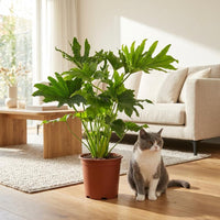 Green boutiQ - Kamerplant - Philodendron - Philodendron Lickety split - Groen - Weinig onderhoud - 1 Plant - Pot 19cm - Hoogte 70cm