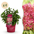 Green boutiQ - Plante de jardin - Hydrangea paniculata Groundbreaker Ruby - Hortensia paniculé - Rustique - Rouge - 4 plantes - Pot 14 cm - Hauteur 20-25 cm
