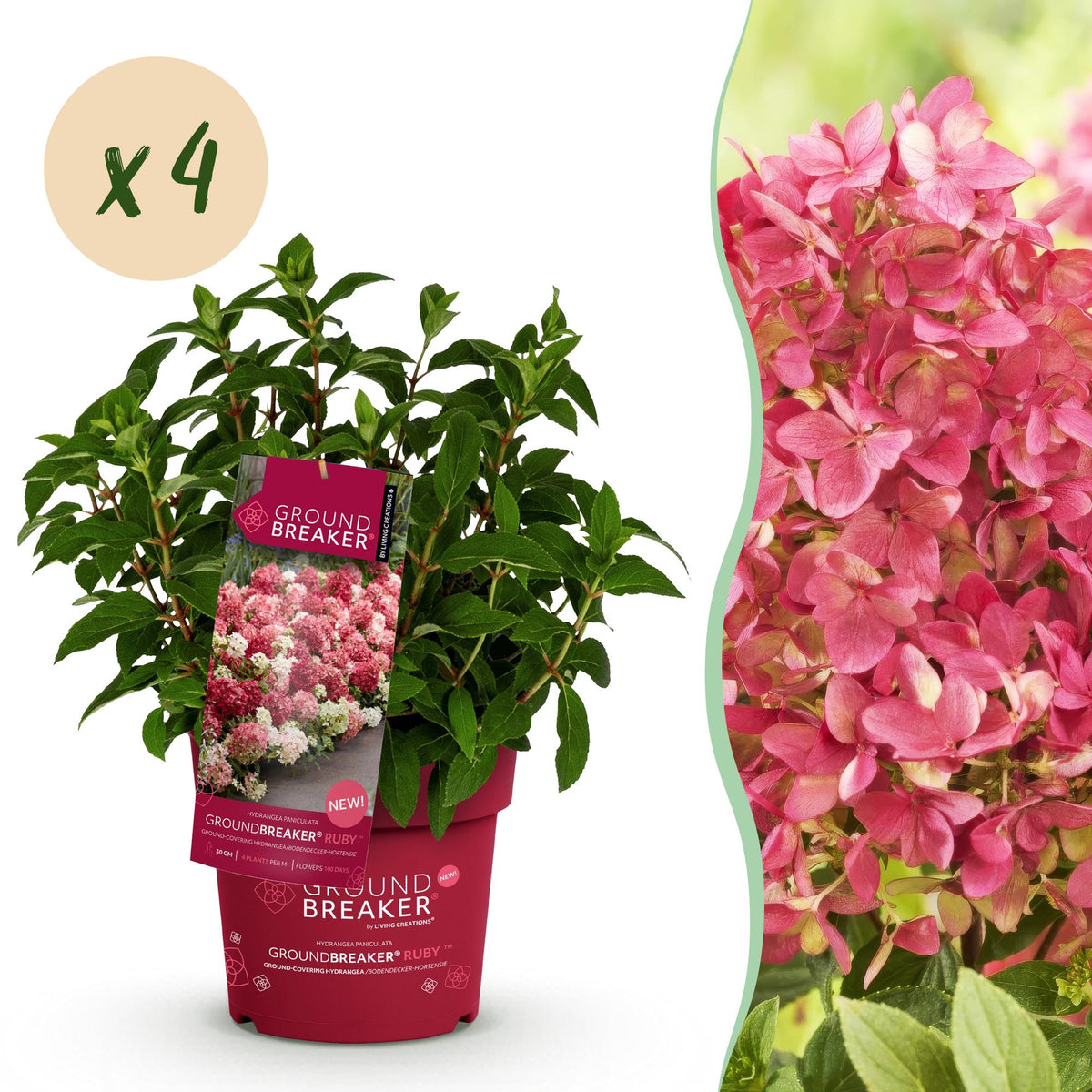 Green boutiQ - Tuinplant - Hydrangea panniculata Groundbreaker Ruby - Pluimhortensia - Winterhard - Rood - 4 Planten - Pot 14cm -Hoogte 20-25cm