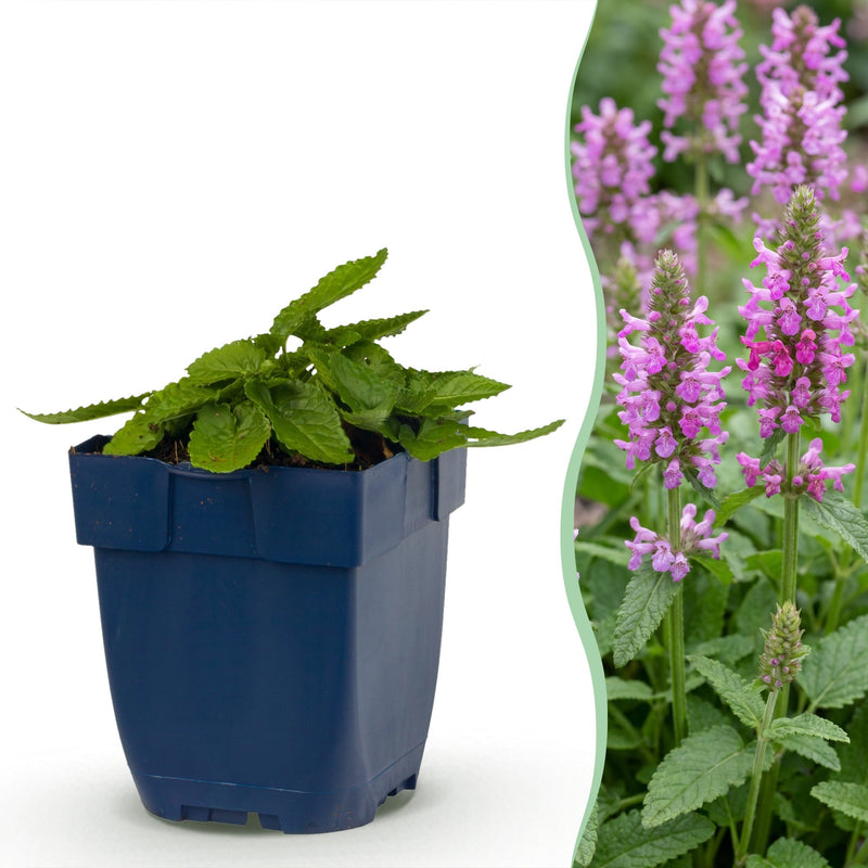 Green boutiQ - Perennial - Stachys off. Ukkie - Lamb's Ear - Rock Plants - Pink - 6 Plants - Pot 11cm - Height 15-25cm