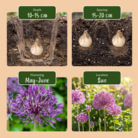 320x Allium Purple Rain - Sieruit - Paars - Zomerbloeier - Bolmaat 10/12