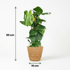 Green boutiQ - Plante d'intérieur - Monstera - Monstera Deliciosa sur tuteur - Vert - Entretien facile - 1 plante - avec Panier - Pot 19cm - Hauteur 90cm