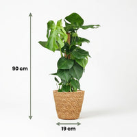 Green boutiQ - Kamerplant - Gatenplant - Monstera Deliciosa mosstok - Groen - Weinig onderhoud - 1 Plant - met Mand - Pot 19cm - Hoogte 90cm