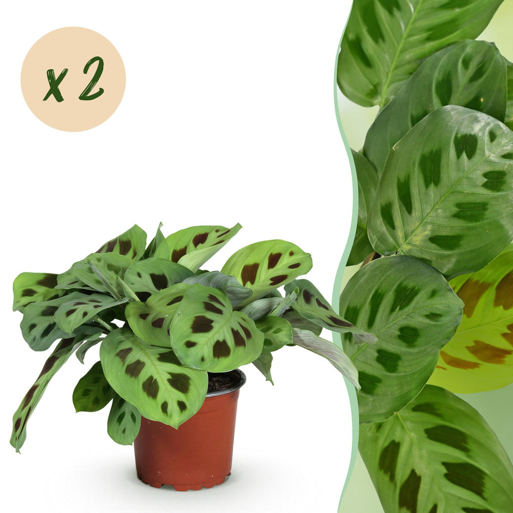 Green boutiQ - Plante d'intérieur - Maranta Fascinator Kerchoveana - Plante prière - Sans danger pour les animaux - Vert - 2 Plantes - Pot 12cm - Hauteur 30-35cm