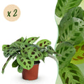 Green boutiQ - Plante d'intérieur - Maranta Fascinator Kerchoveana - Plante prière - Sans danger pour les animaux - Vert - 2 Plantes - Pot 12cm - Hauteur 30-35cm